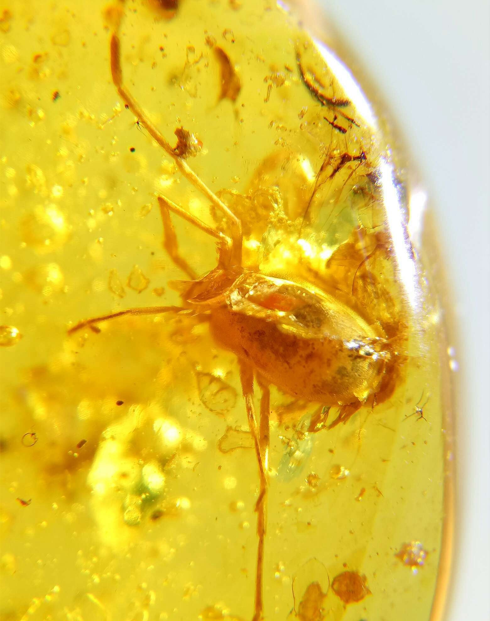 Cretaceous Burmite burmese amber fossil include mite and eggs macrocretaceous