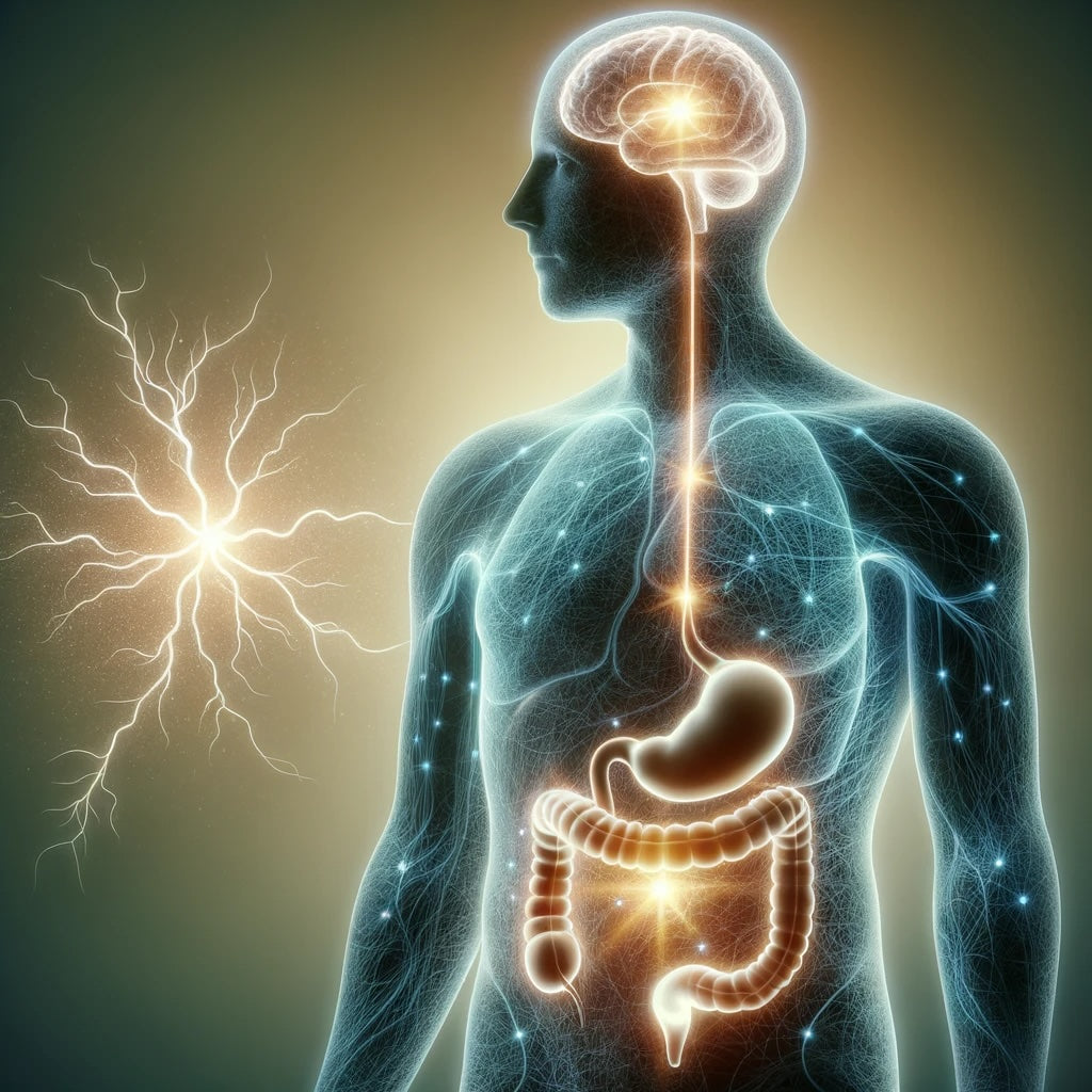 Brain gut connection synbiotics