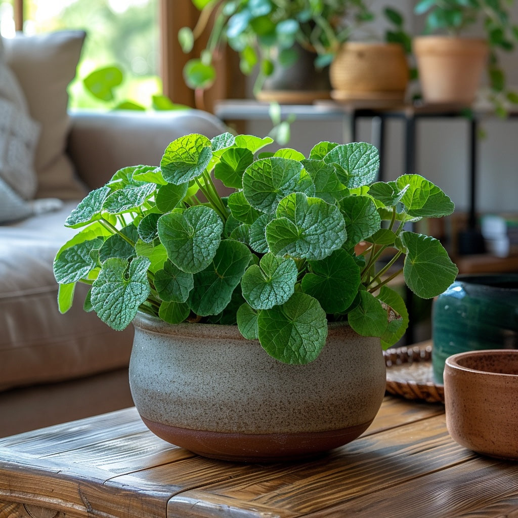 Suplementos de plantas de centella asiática