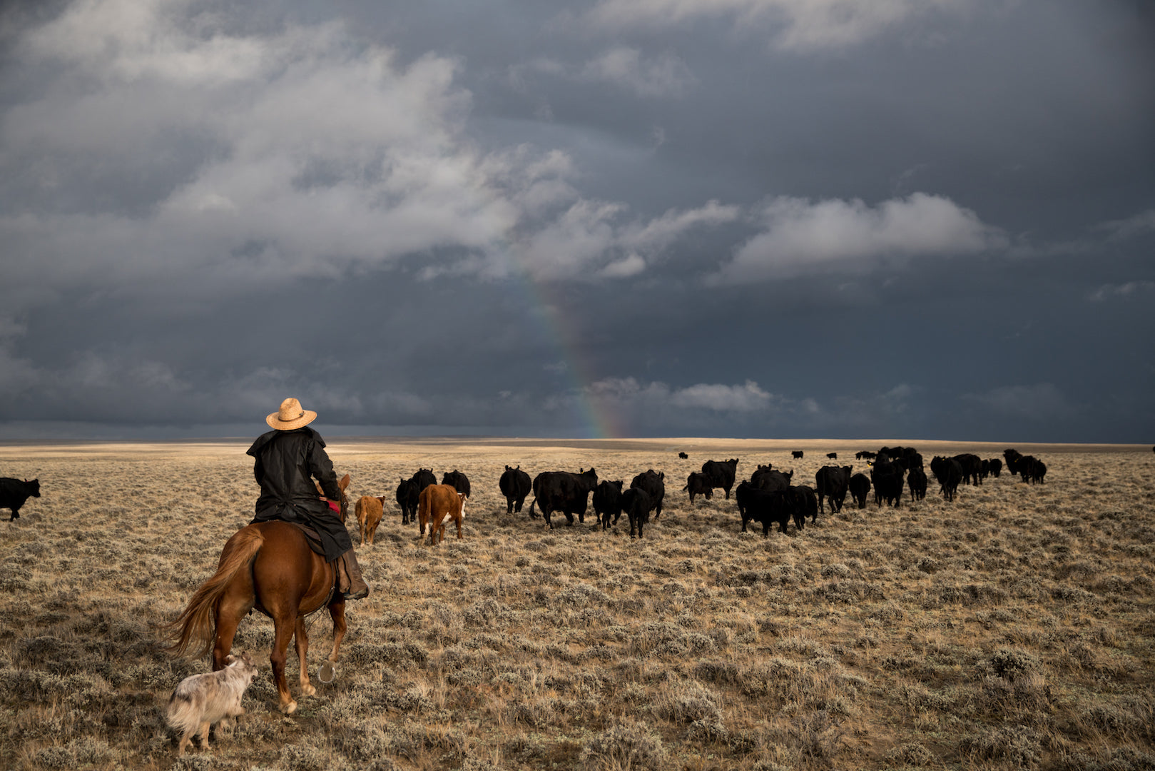 horseback rider and dog moving cattle on open range with overcast sky in background