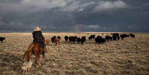 woman riding horses with cows