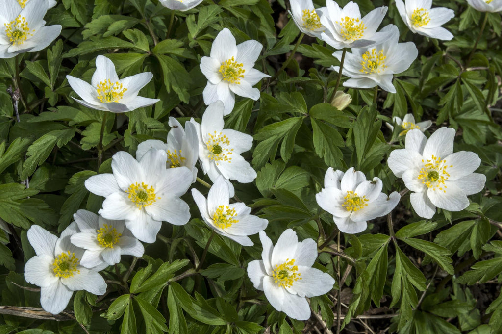 white wood anemones growing in finland