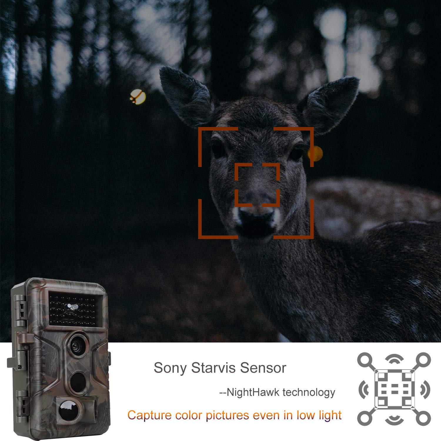 deer camera