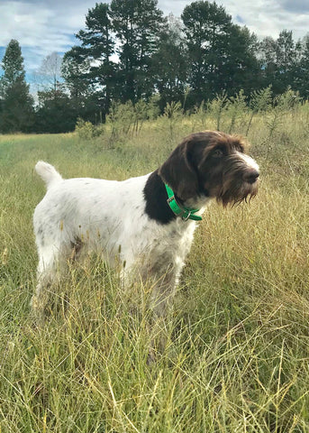 Belle - Our Award Winning Bird Dog