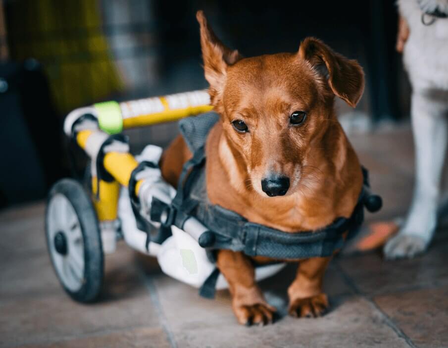 To make life easier for Older or Disabled Pets