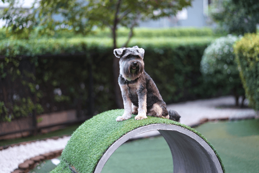 Backyard Ideas for Dogs