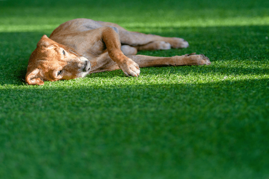Benefits of Artificial Grass for Pets