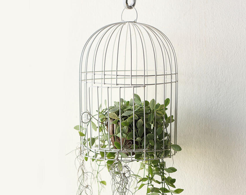 Cage It | DIY your own Hanging Garden