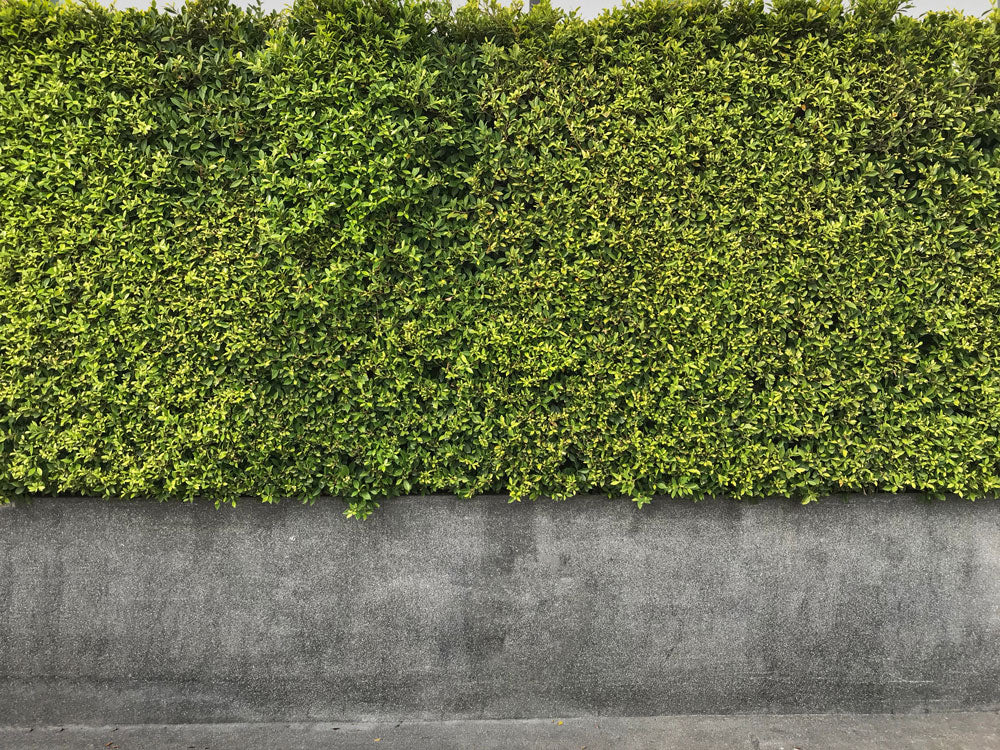 How to Install Artificial Hedges on a Brick/Concrete/Stone Wall