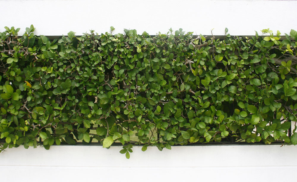 How to Install Artificial Hedges on a Wooden Wall