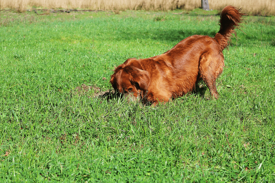 Ultimate guide natural and artificial grass dogs | Digging