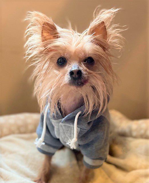 Arizona Cardinals Dog Hoodie exclusive at TheHonestDog