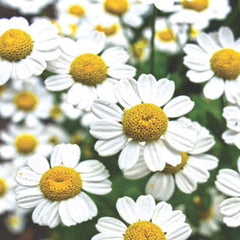 Chamomile