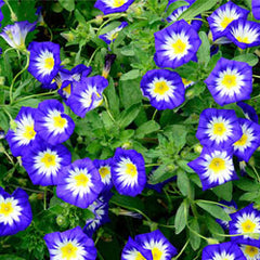 Dwarf Morning Glory