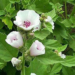 Marsh Mallow