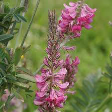 Sainfoin