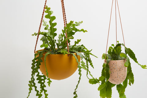 hanging indoor planters