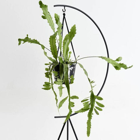 Tall Black Plant Stand