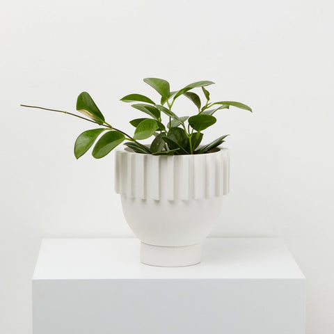 White Planter