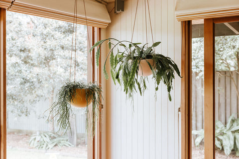 Hanging indoor plant pots