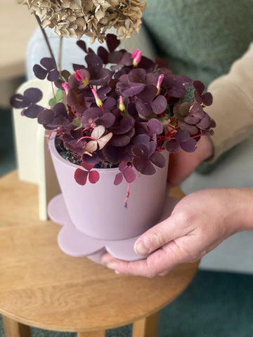 Spring Planter for indoor plants