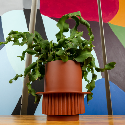 curly sue plant with Roma pot by capra designs