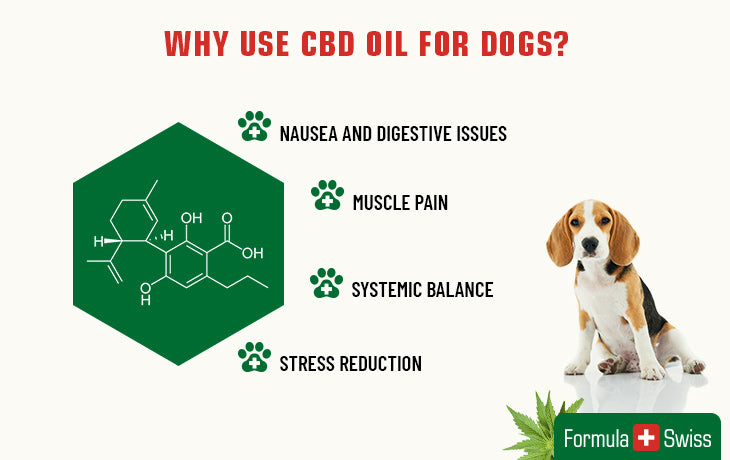 Proč používat CBD olej pro psy
