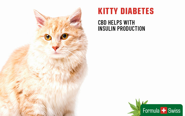 cbd-öljyä kissan diabetekseen