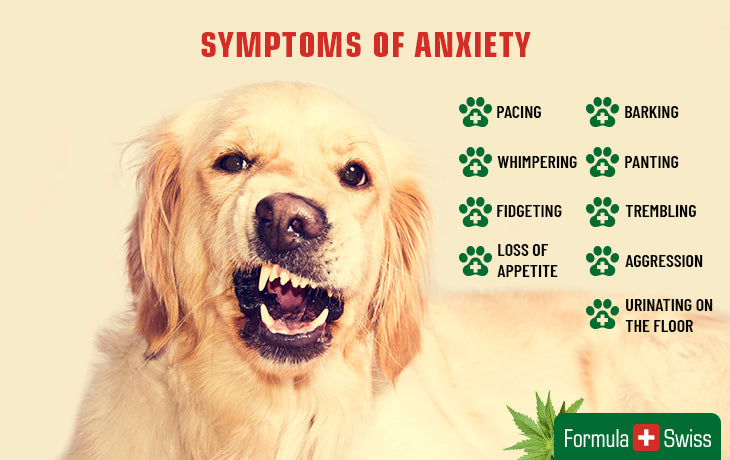 symptomps of pet anxiety