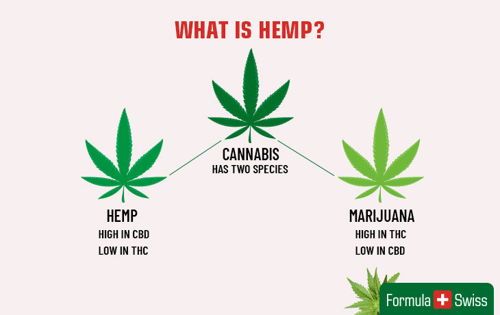 marijuana cannabis and hemp