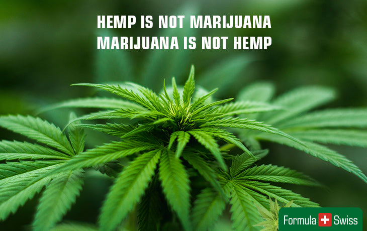 hemp and marijuana are different