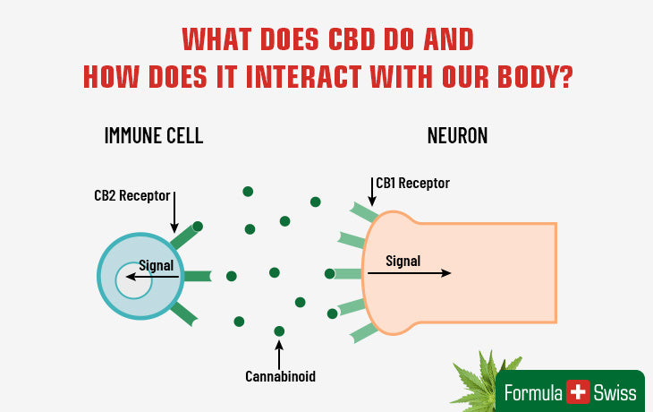 mitä CBD tekee?