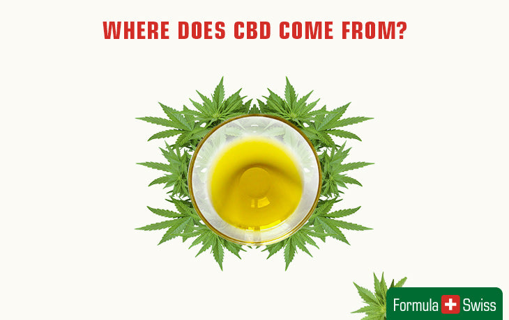 where does cbd come from?