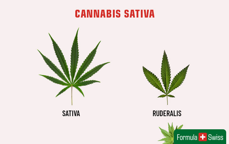 cannabis sativa