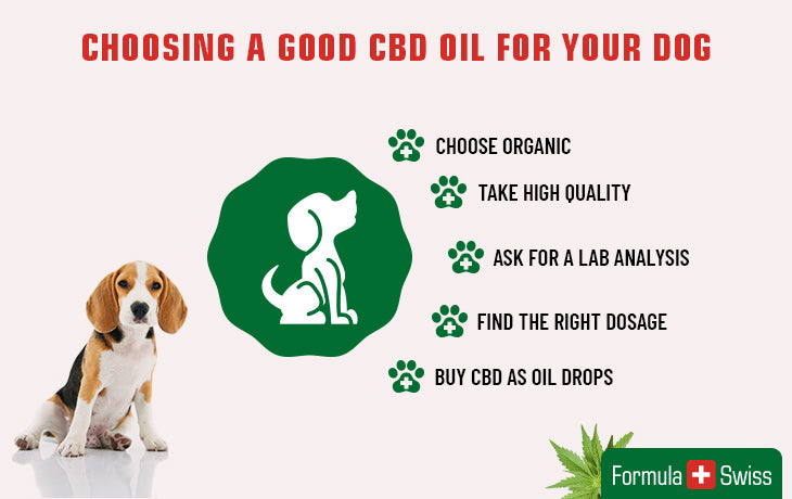 choosing cbd for dog