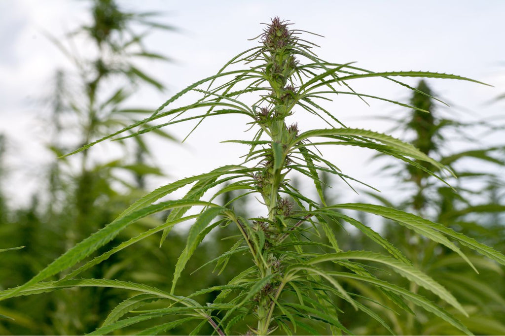 Lush Cannabis sativa plant on a green farm.