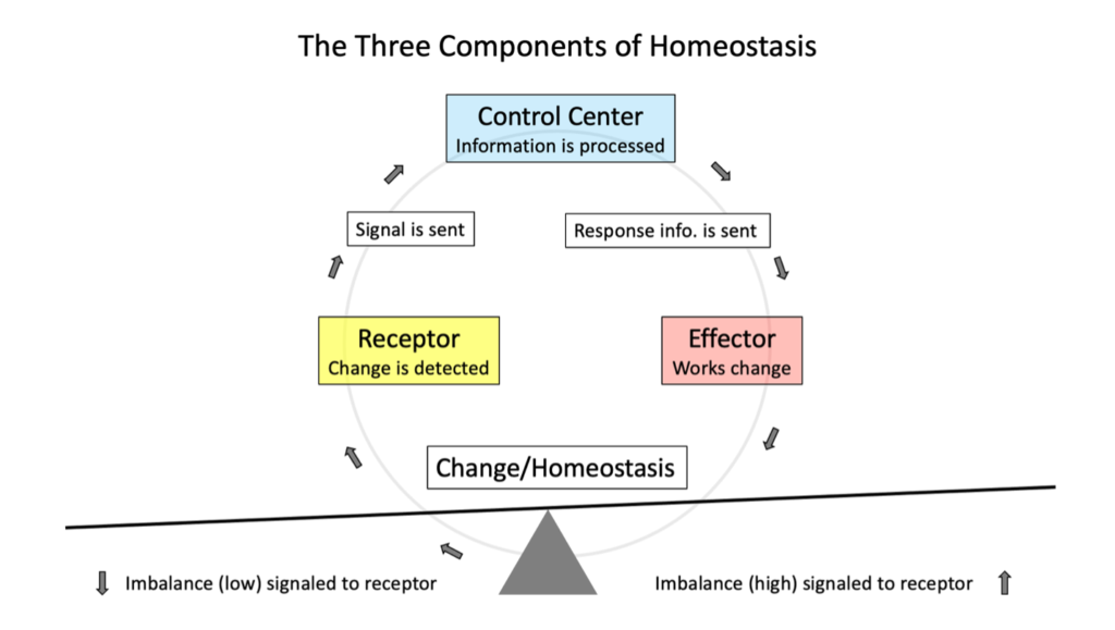 De tre komponentene i homeostase