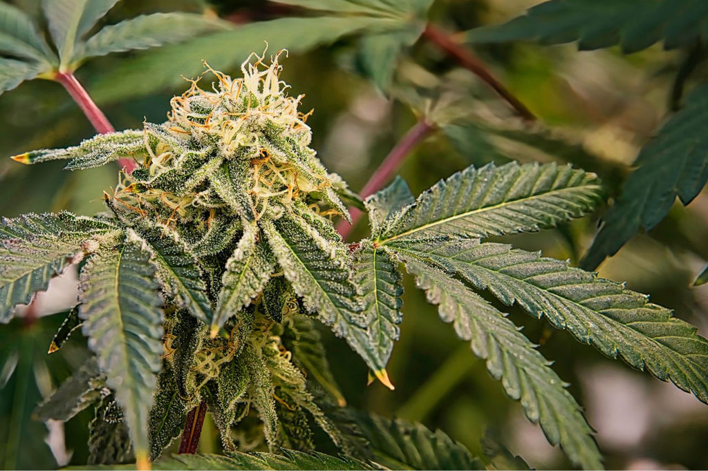 Detailed view of trichome-covered Cannabis sativa bud amidst leaves.