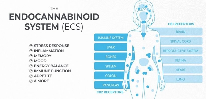 Endokannabinoid-systemet