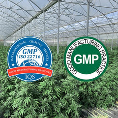 Hemp plants grown inside orangeries and outside with GMP certification