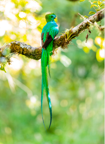 Quetzal