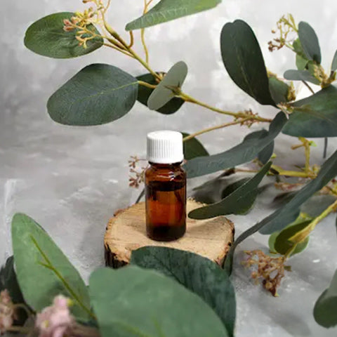 A photo of Eucalyptus essential oil surrounded by Eucalyptus tree leaves.