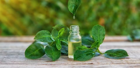 A photo of a tea tree essential oil surrounded by tea tree leaves