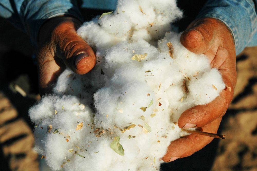 Hands full of organically grown cotton