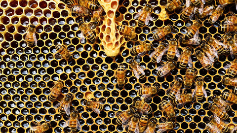 Bees in a hive