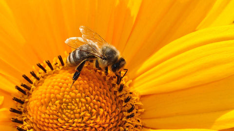 Bee sitting on a yellow flower