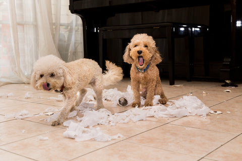 How to Keep Dogs Entertained While in Quarantine – In Pups We Trust