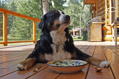 how often should you feed your dog