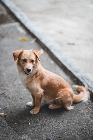 teach your dog to sit