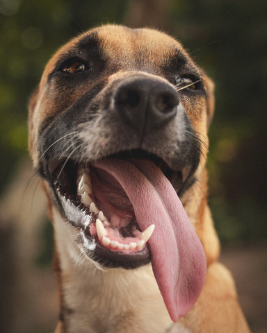 brushing your dogs teeth